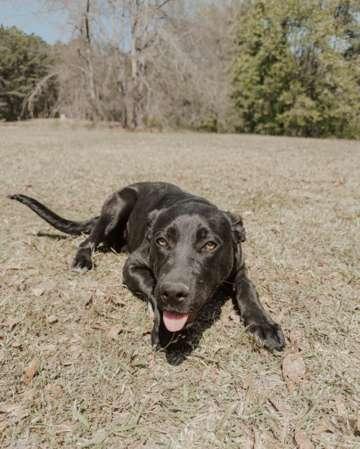 Gummie Bear, Adoptable, Young Female German Shepherd Dog & Labrador Retriever.