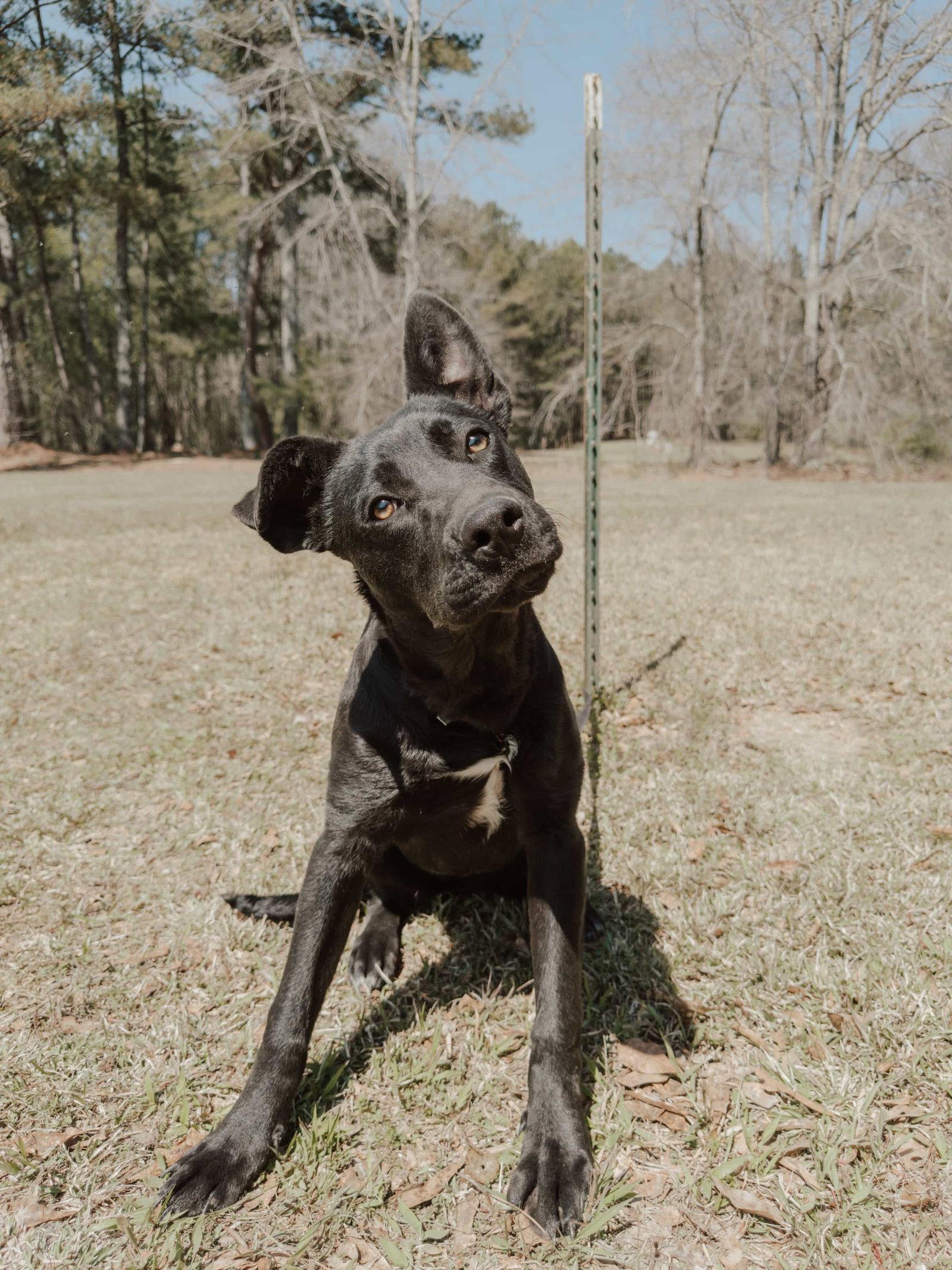 Enlarge Gummie Bear, a Adoptable mixed breed in Attalla, AL image 2/3