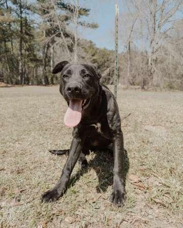 Enlarge Gummie Bear, a Adoptable mixed breed in Attalla, AL image 3/3