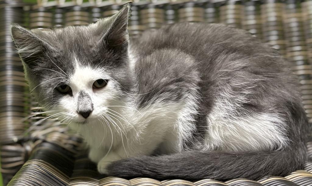 Enlarge Posh Spice, an adoptable Domestic Short Hair in Jackson, MI image 2/6