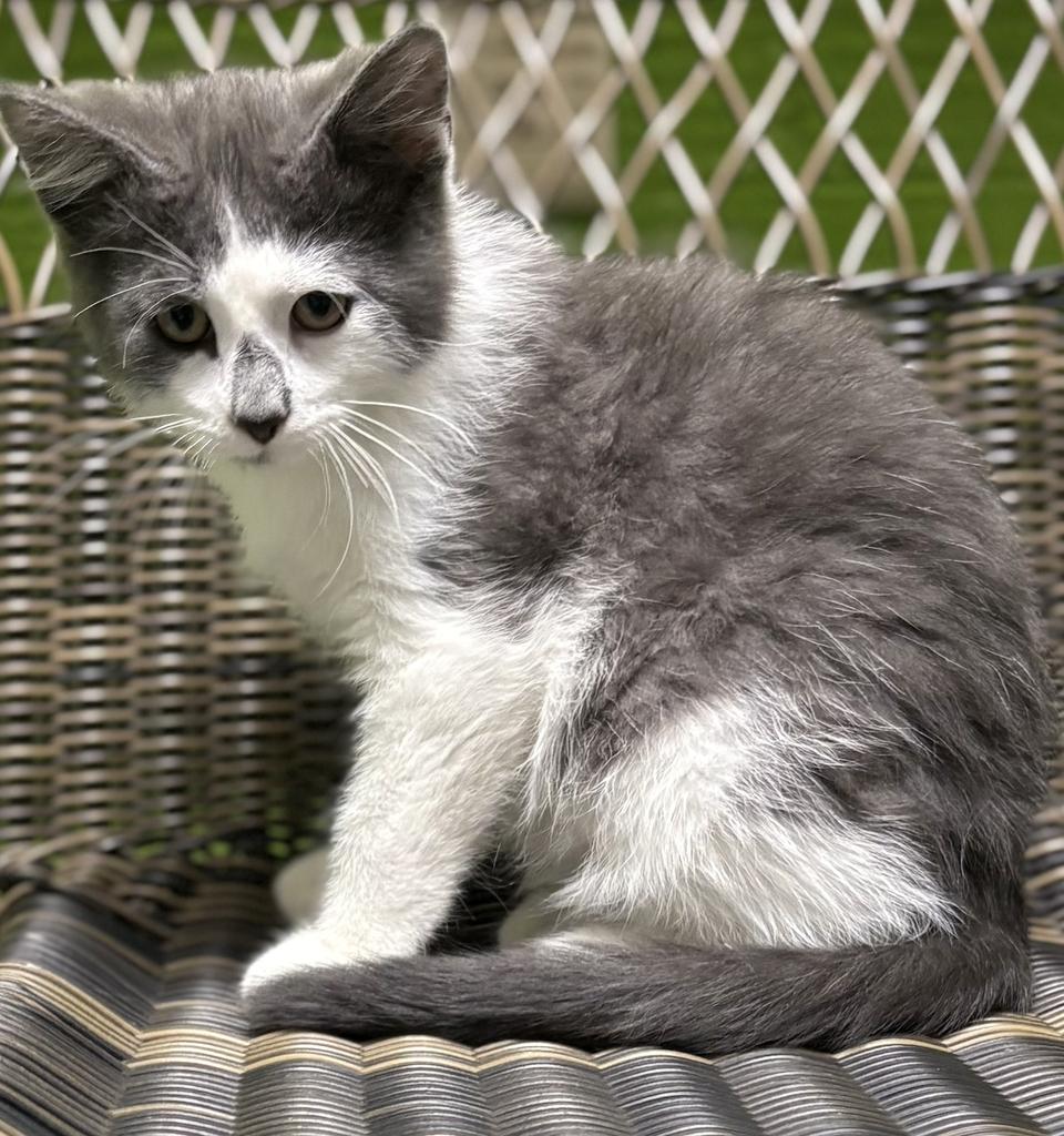 Posh Spice, adoptable, Young Male Domestic Short Hair.