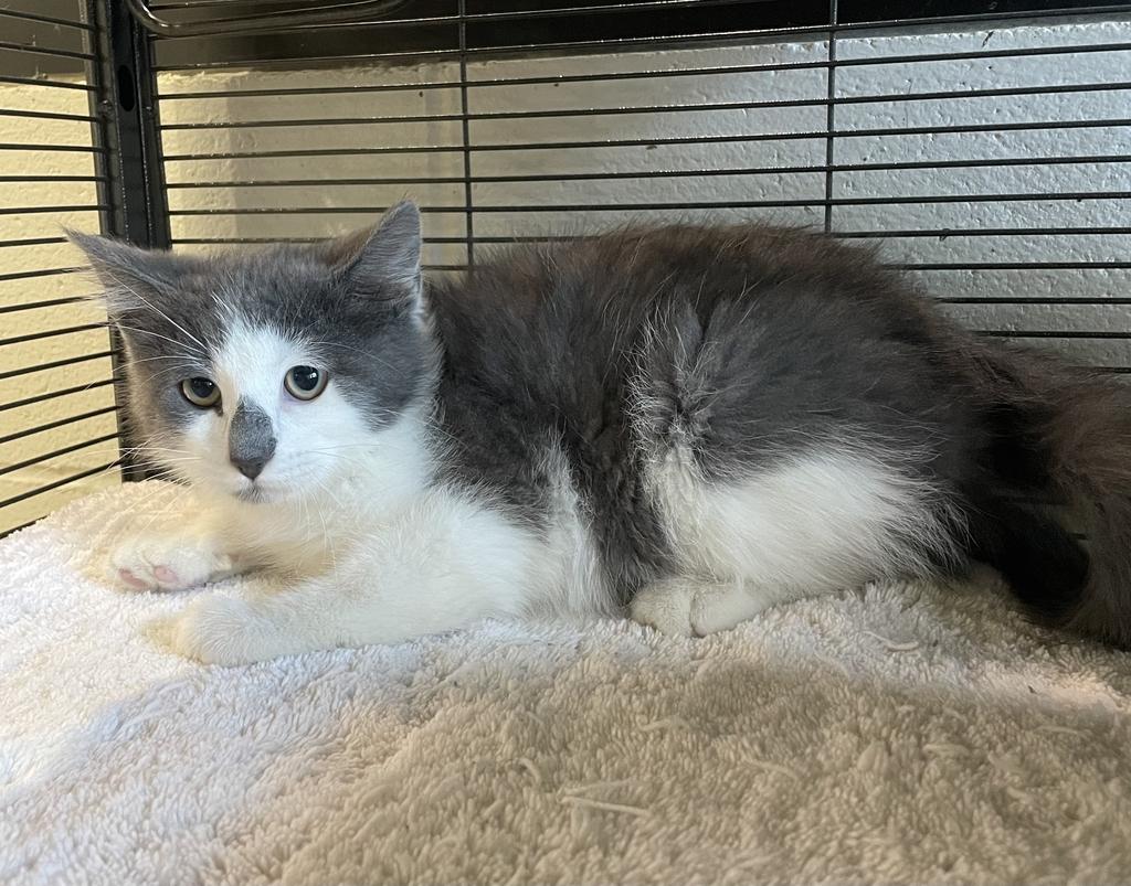 Enlarge Posh Spice, an adoptable Domestic Short Hair in Jackson, MI image 5/6