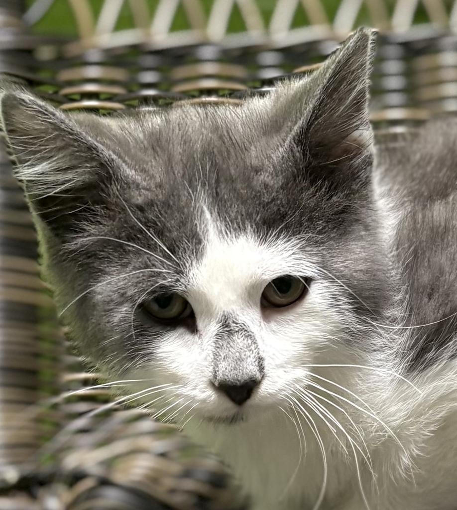 Enlarge Posh Spice, an adoptable Domestic Short Hair in Jackson, MI image 3/6