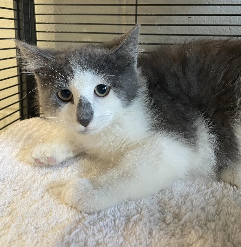 Enlarge Posh Spice, an adoptable Domestic Short Hair in Jackson, MI image 4/6