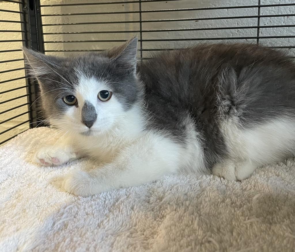 Enlarge Posh Spice, an adoptable Domestic Short Hair in Jackson, MI image 6/6