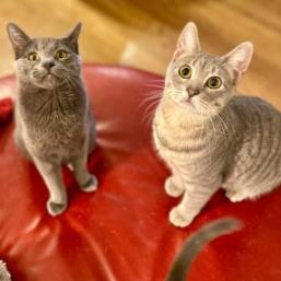 Ziggy — thumbnail 2