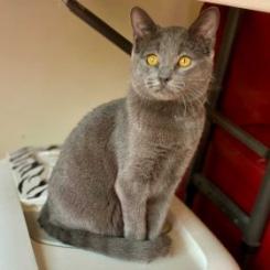 Ziggy — thumbnail 3