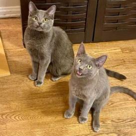 Ziggy — thumbnail 4