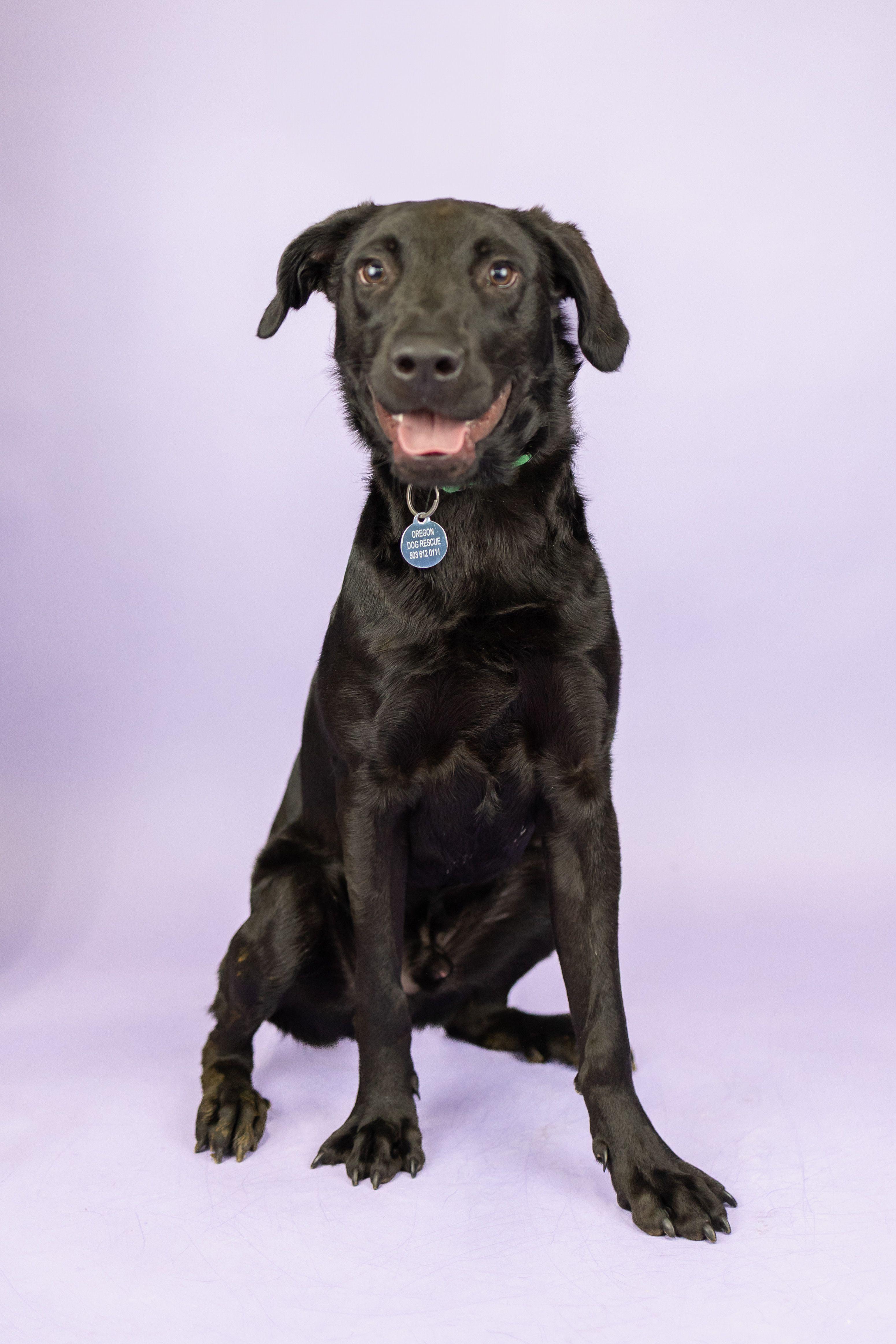 Enlarge Gibby, a Adoptable mixed breed in Portland, OR image 1/1