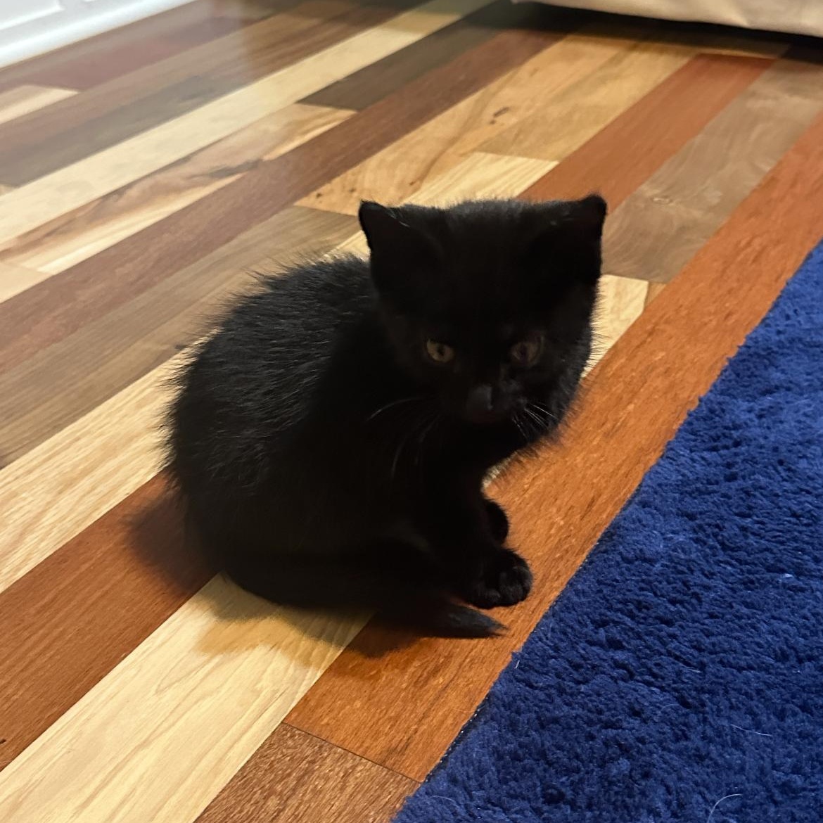 Ninja