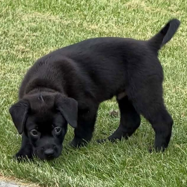 Enlarge Ben Wyatt, a Adoptable Mixed Breed in Racine, WI image 2/3