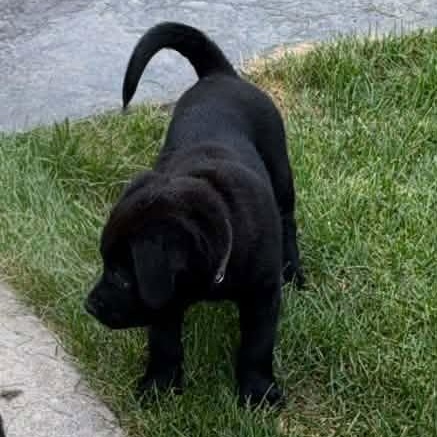 Enlarge Ben Wyatt, a Adoptable Mixed Breed in Racine, WI image 3/3