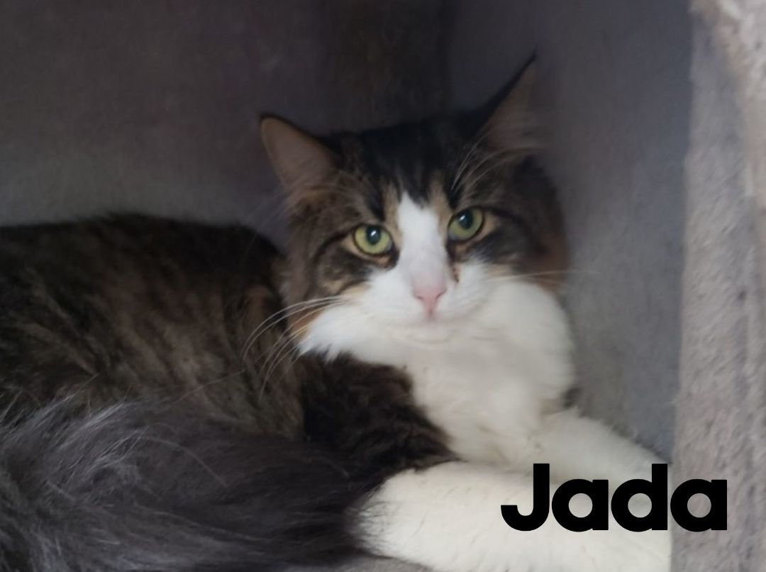 Enlarge Jada and Grace, a Adopted Domestic Short Hair in Onsted, MI image 1/2