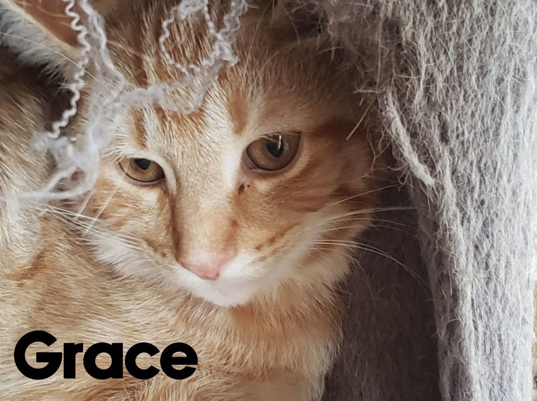 Enlarge Jada and Grace, a Adopted Domestic Short Hair in Onsted, MI image 2/2