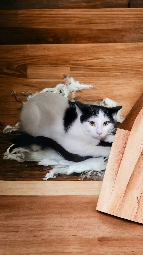Hoppy, an adopted Domestic Short Hair Mix in Freeport, IL_image-1
