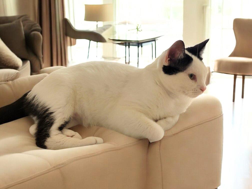 Enlarge Lulu – The Bold & Sassy Tuxedo Diva Who Runs the Room, a Adoptable Tuxedo in Hillsboro, TX image 1/6