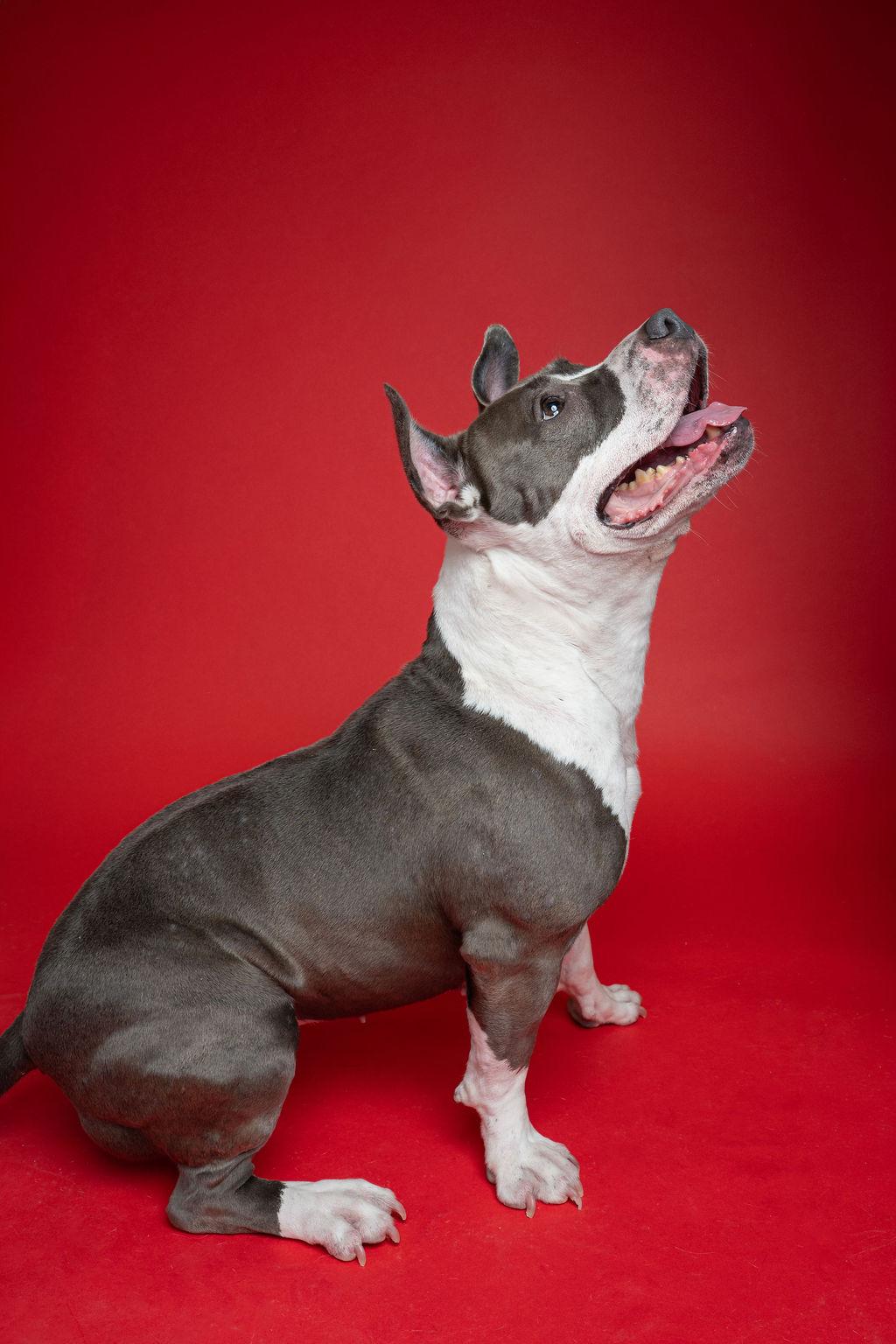 Enlarge Kaza, a ADOPTABLE mixed breed in Kent, WA image 5/6