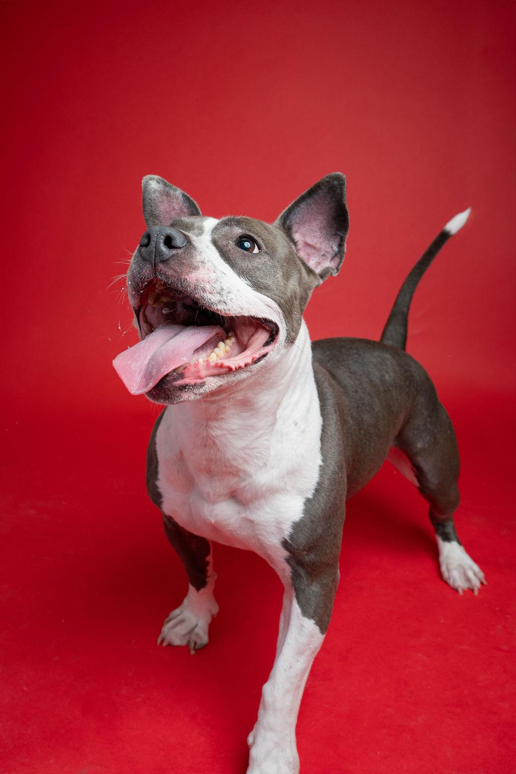 Enlarge Kaza, a ADOPTABLE mixed breed in Kent, WA image 2/6