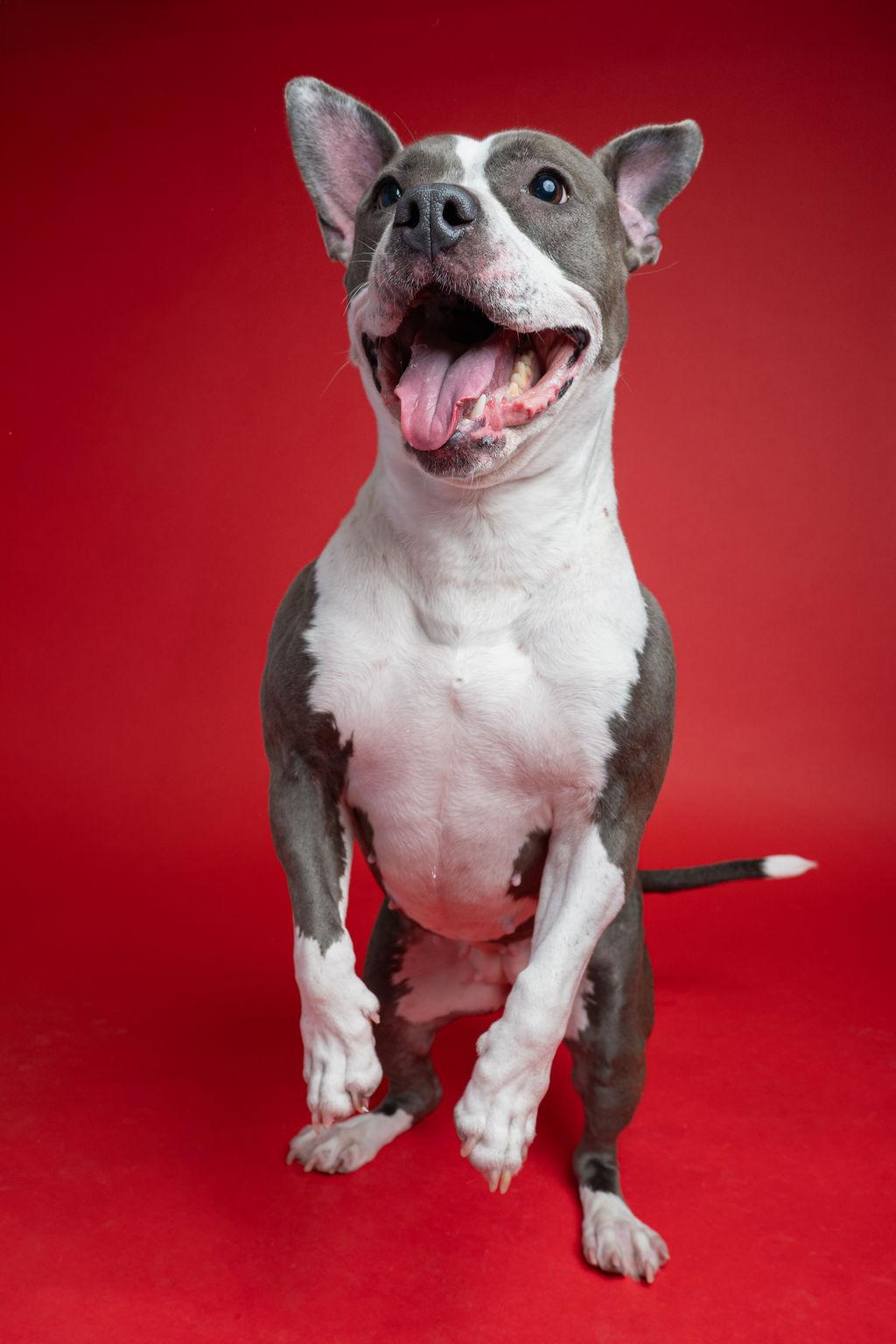 Enlarge Kaza, a ADOPTABLE mixed breed in Kent, WA image 4/6