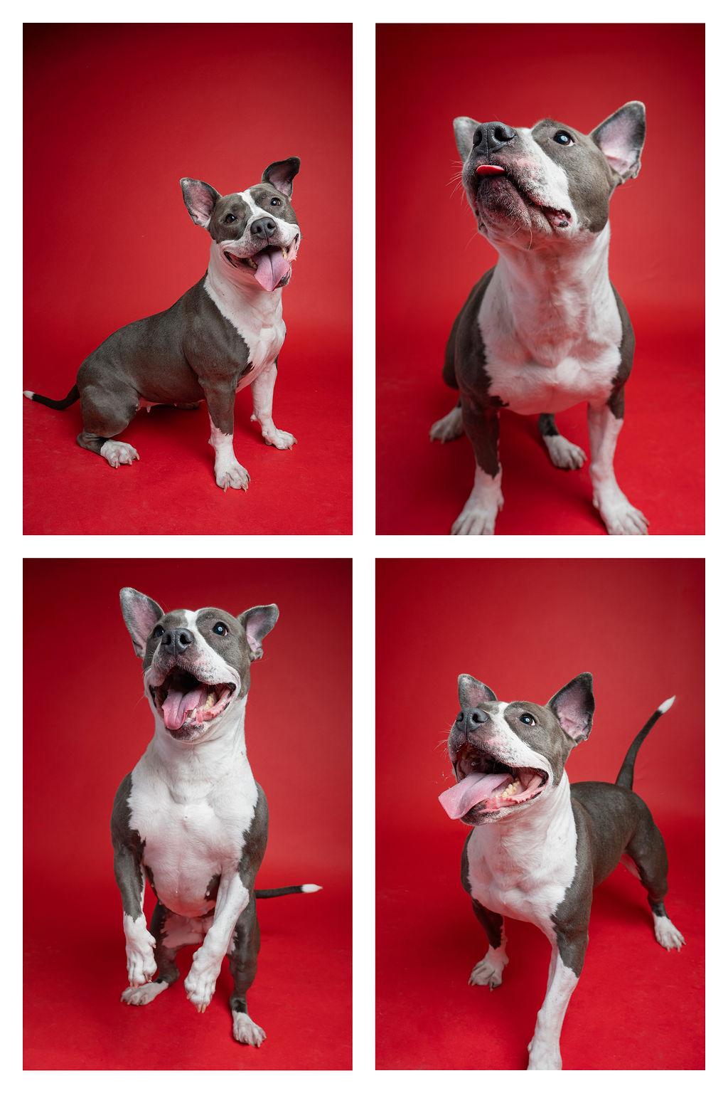 Enlarge Kaza, a ADOPTABLE mixed breed in Kent, WA image 6/6