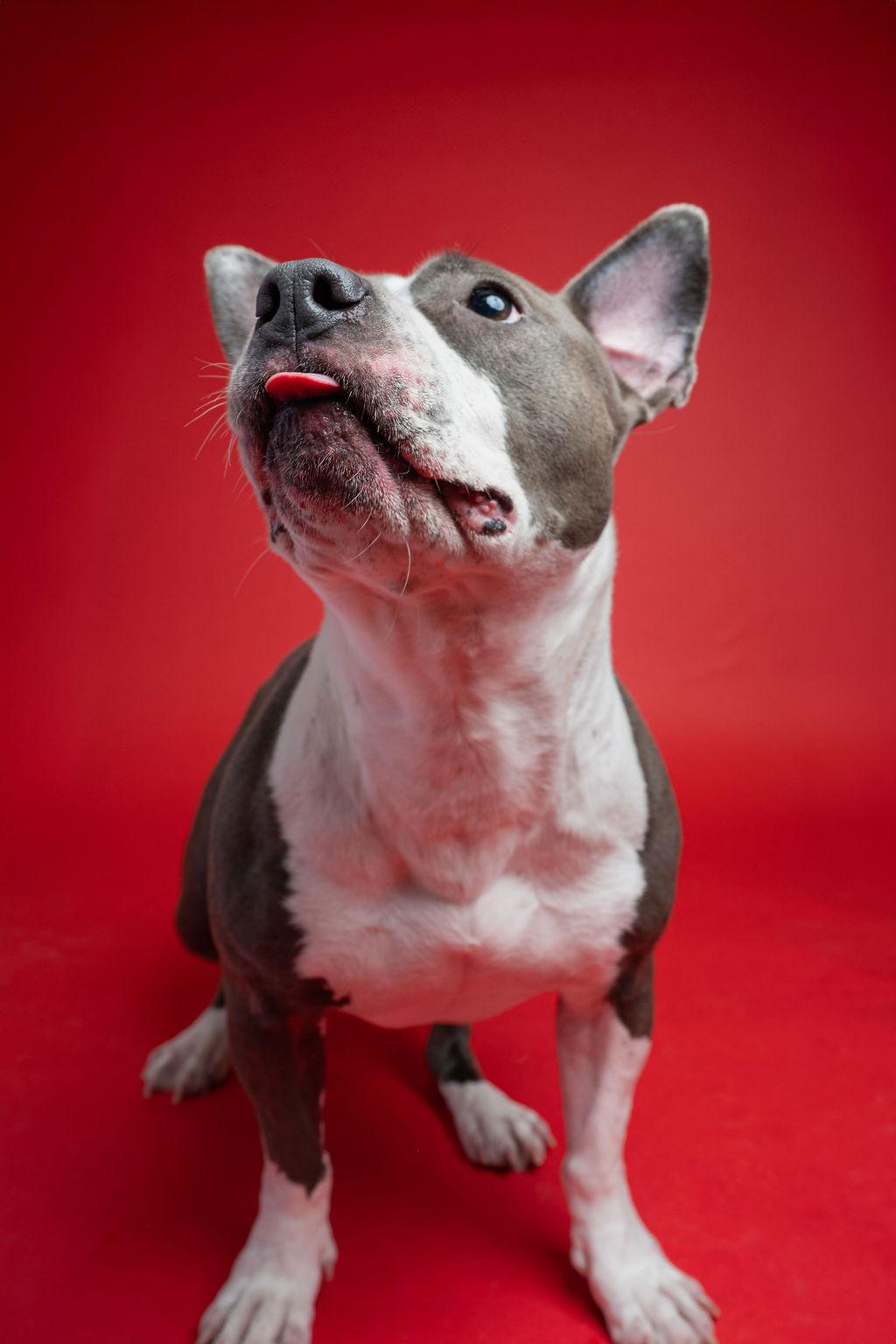 Enlarge Kaza, a ADOPTABLE mixed breed in Kent, WA image 3/6