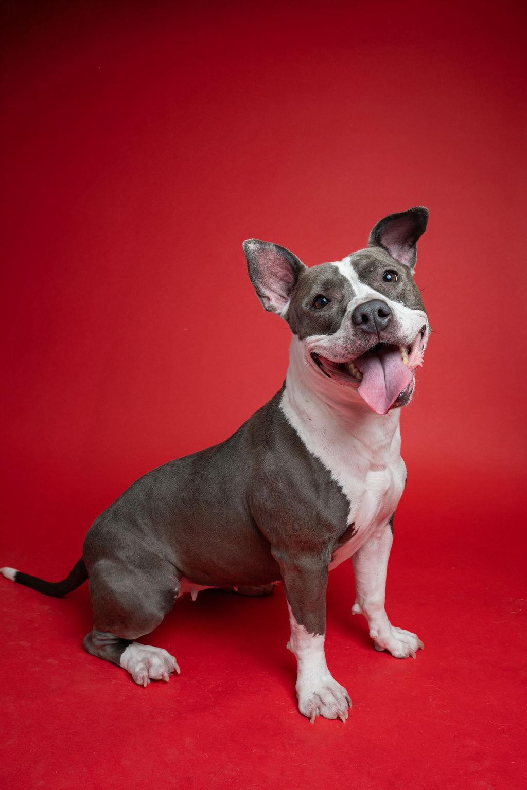 Enlarge Kaza, a ADOPTABLE mixed breed in Kent, WA image 1/6