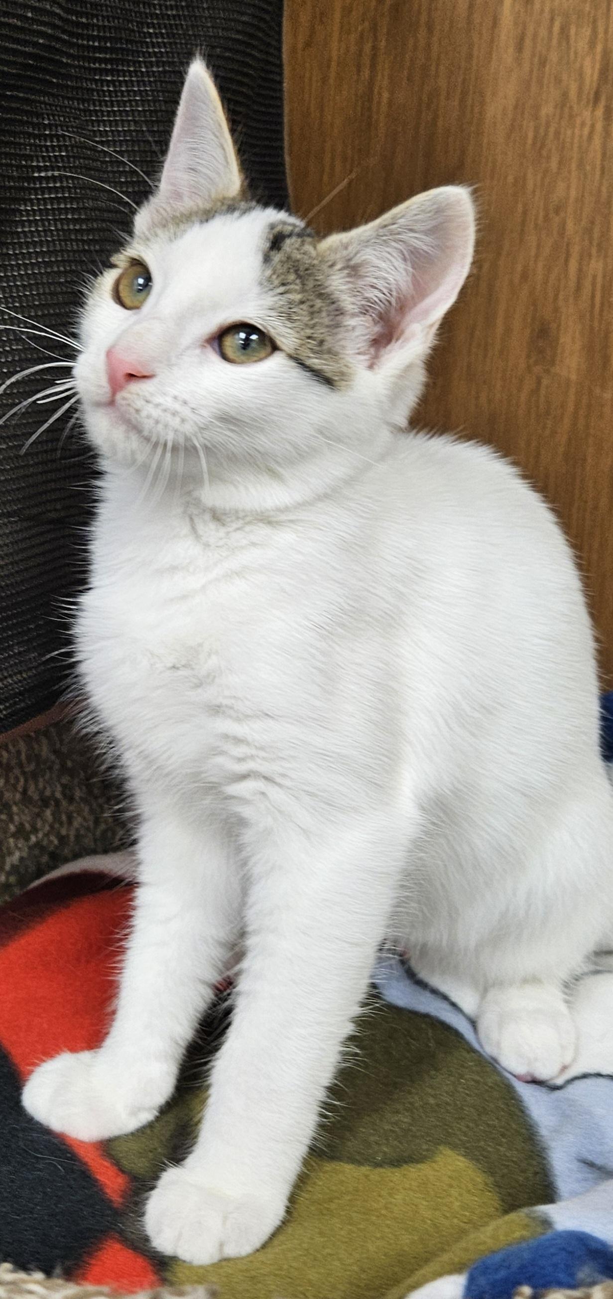Emmylou, ADOPTABLE, Young Female Domestic Short Hair.
