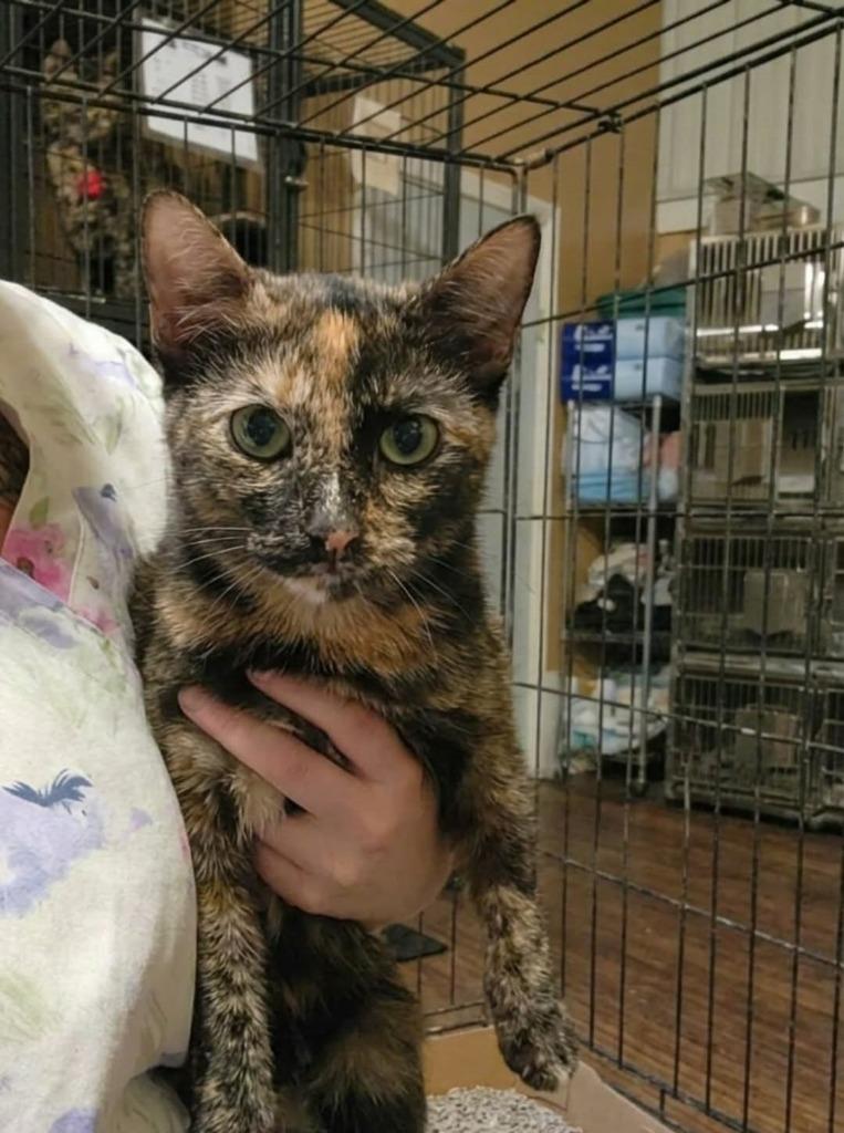 Penny, Adoptable, Young Female Domestic Short Hair.