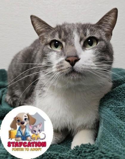 Tippy, Adoptable, Adult Male Domestic Short Hair & Domestic Short Hair.