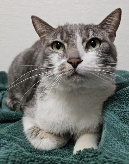 Tippy, Adoptable, Adult Male Domestic Short Hair & Domestic Short Hair.