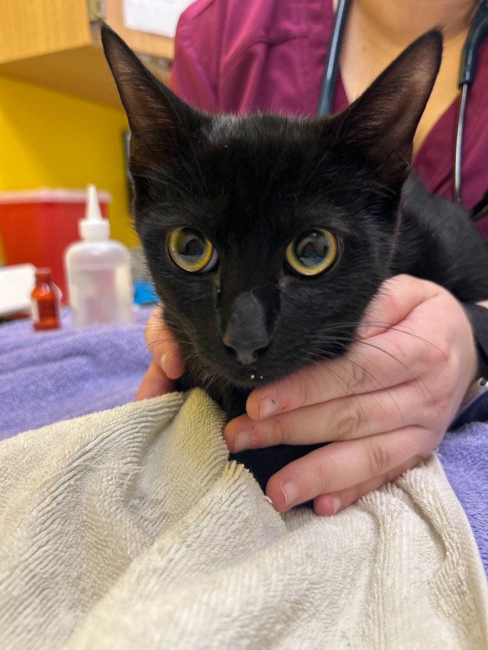 Magic, Adoptable, Kitten Male Domestic Short Hair.