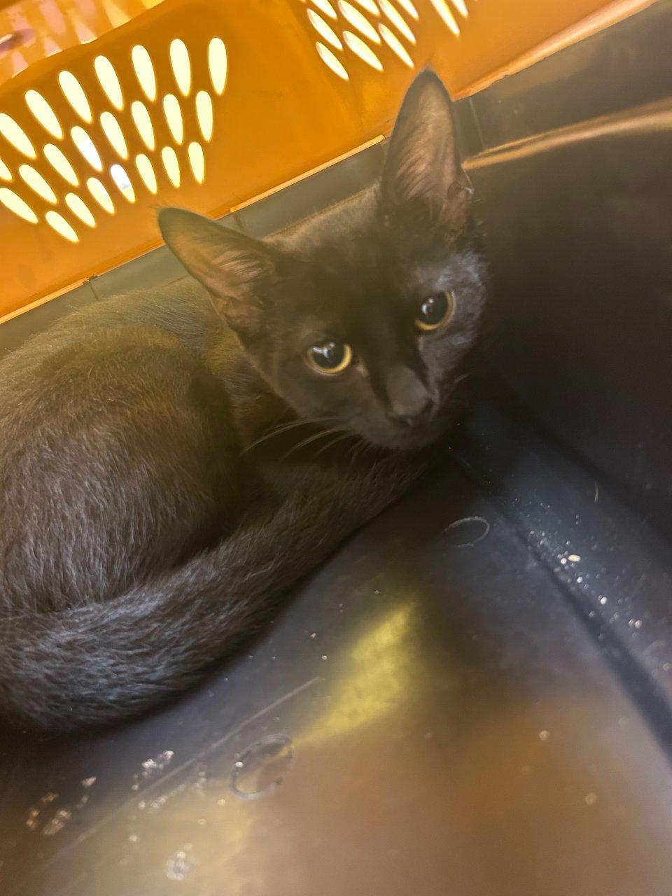 Enlarge Magic, a Adoptable Domestic Short Hair in Raleigh, NC image 2/3