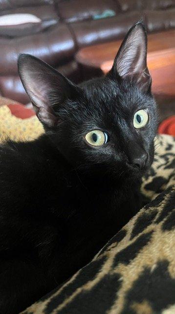 Enlarge Magic, a Adoptable Domestic Short Hair in Raleigh, NC image 3/3
