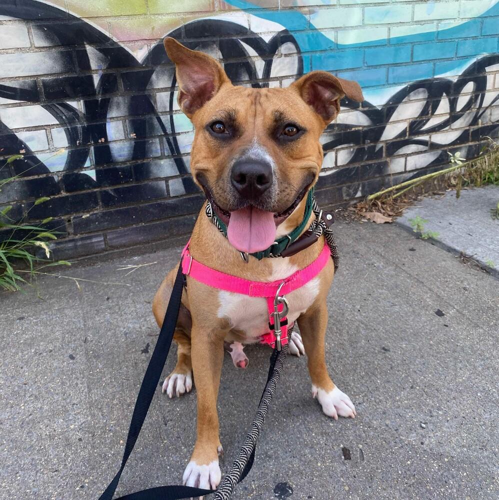 Enlarge Wonder, a Adoptable mixed breed in Long Island City, NY image 1/5