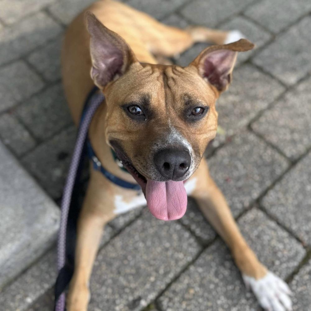 Enlarge Wonder, a Adoptable mixed breed in Long Island City, NY image 2/5