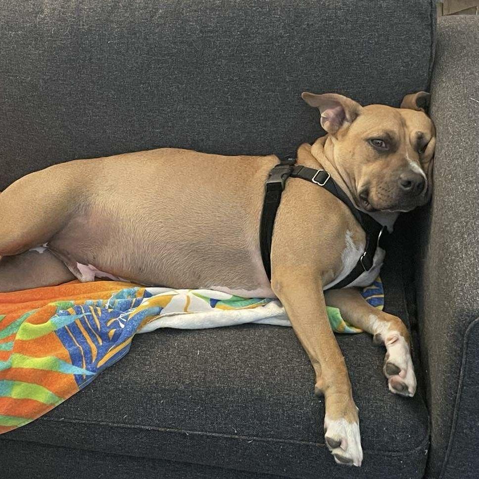Enlarge Wonder, a Adoptable mixed breed in Long Island City, NY image 3/5