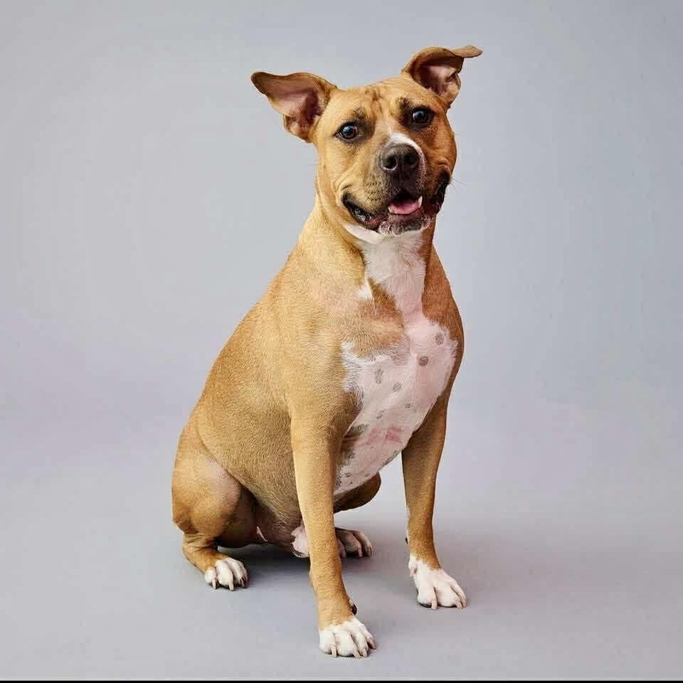 Enlarge Wonder, a Adoptable mixed breed in Long Island City, NY image 4/5
