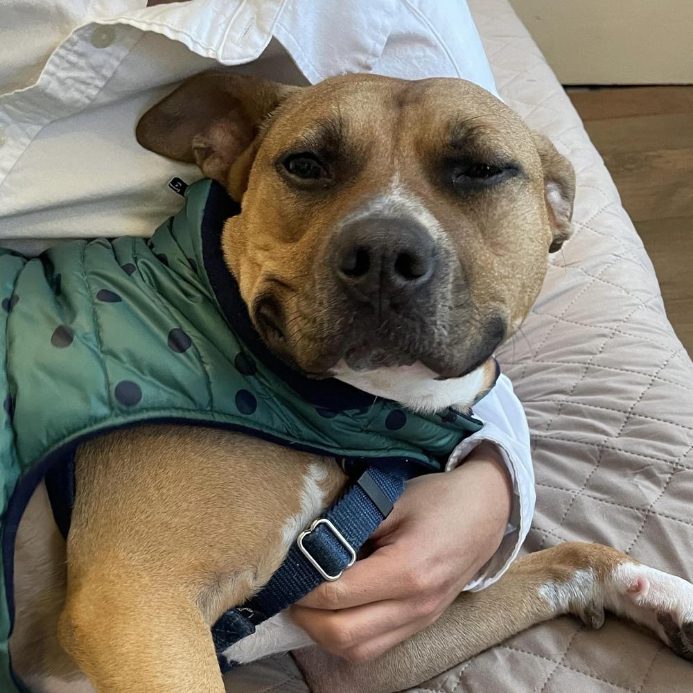Enlarge Wonder, a Adoptable mixed breed in Long Island City, NY image 5/5