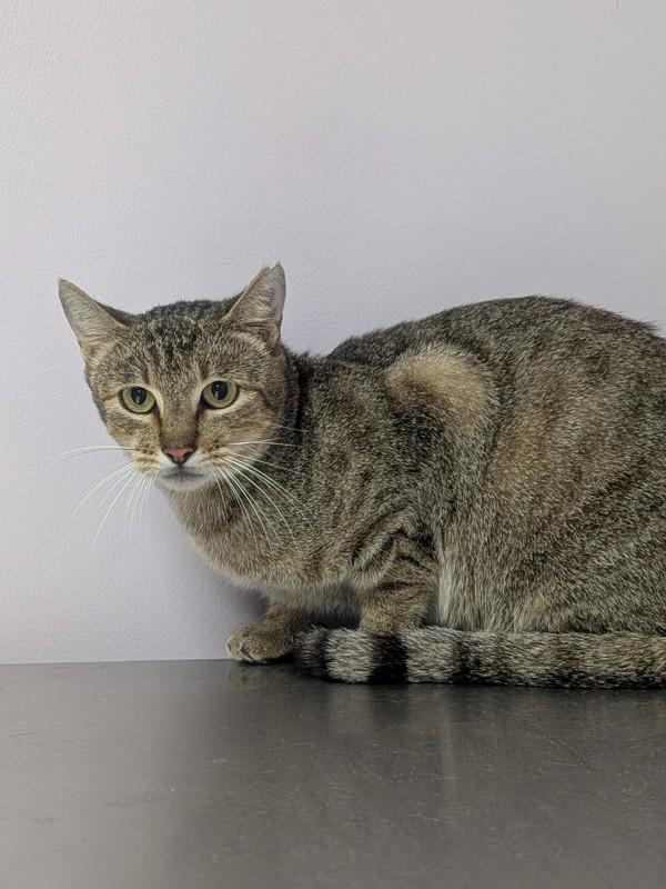 Horton, Adoptable, Adult Male Domestic Short Hair.