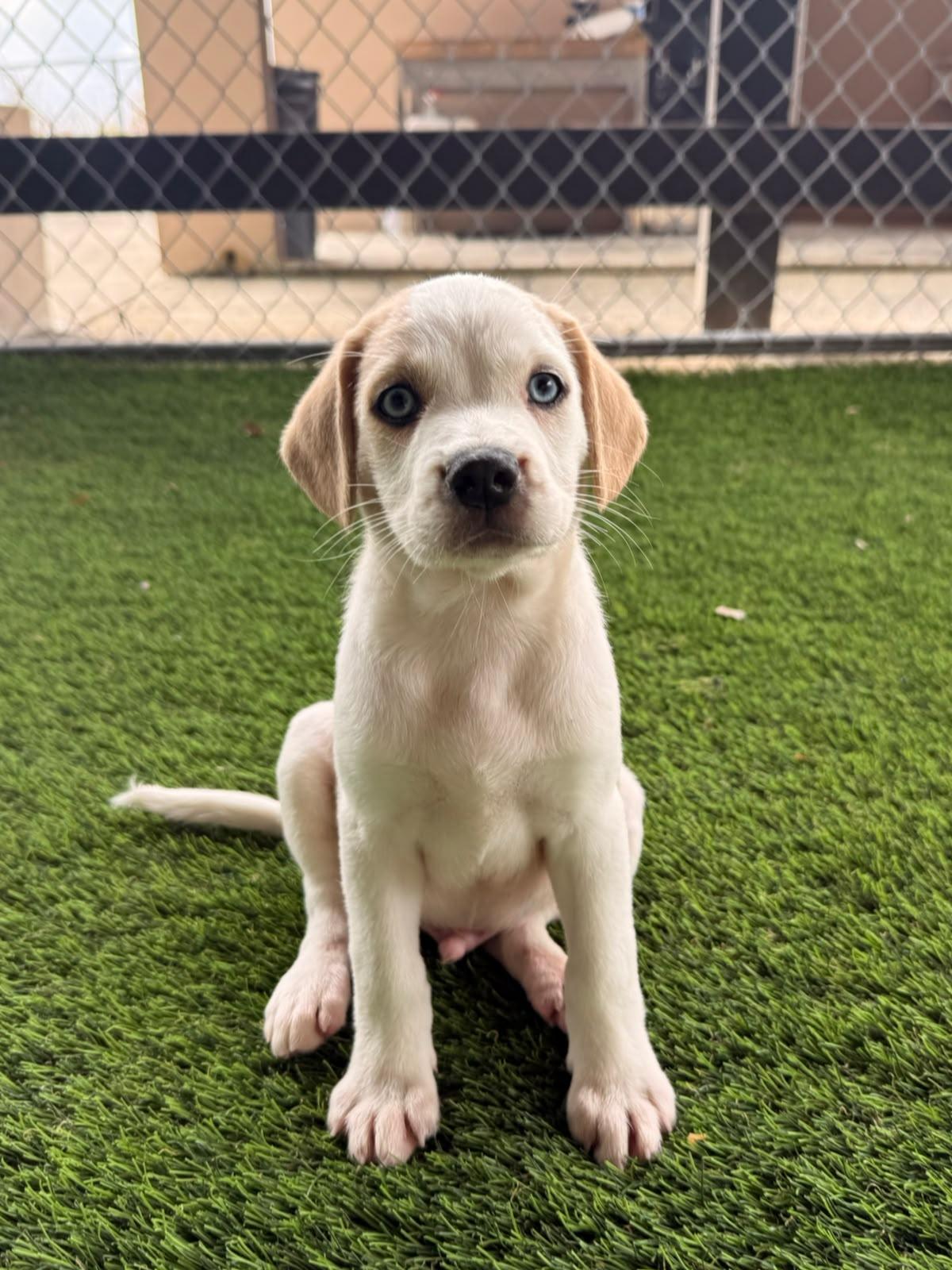 Golden Boy, a ADOPTABLE Mixed Breed in Morristown, NJ image 1/2