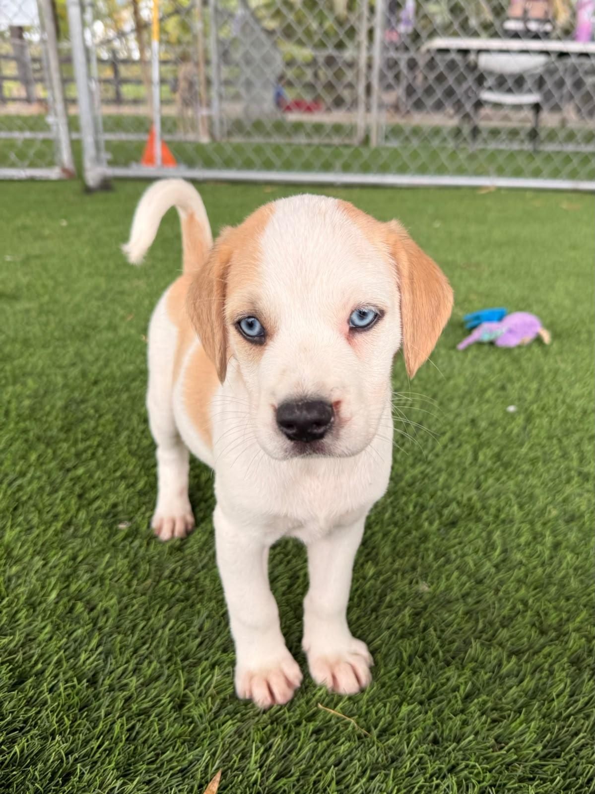 Golden Boy, a ADOPTABLE Mixed Breed in Morristown, NJ image 2/2