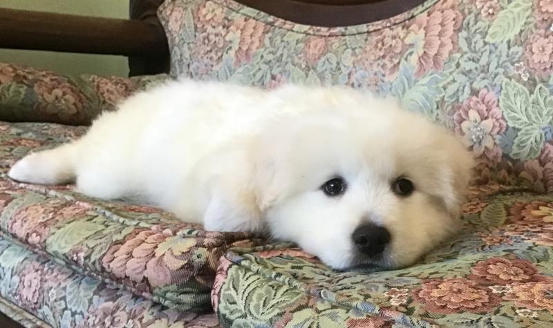 Billie-Bob, Adoptable, Puppy Female Maremma Sheepdog & Akbash.