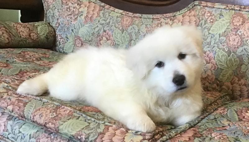 Billie-Bob, a Adoptable mixed breed in Bancroft, ON image 2/4