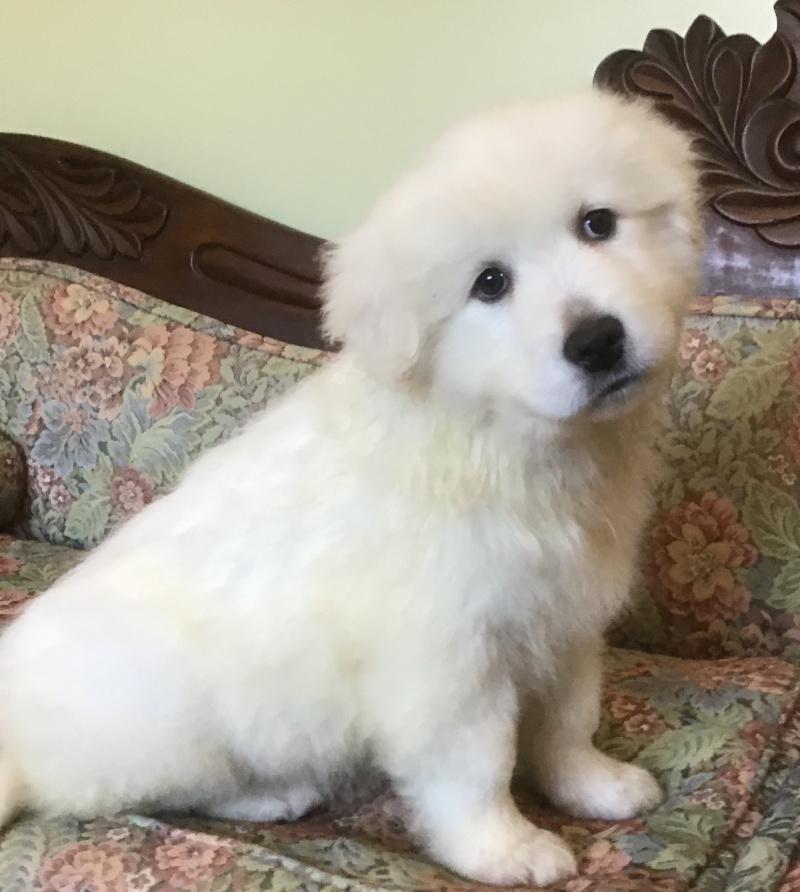 Billie-Bob, a Adoptable mixed breed in Bancroft, ON image 3/4