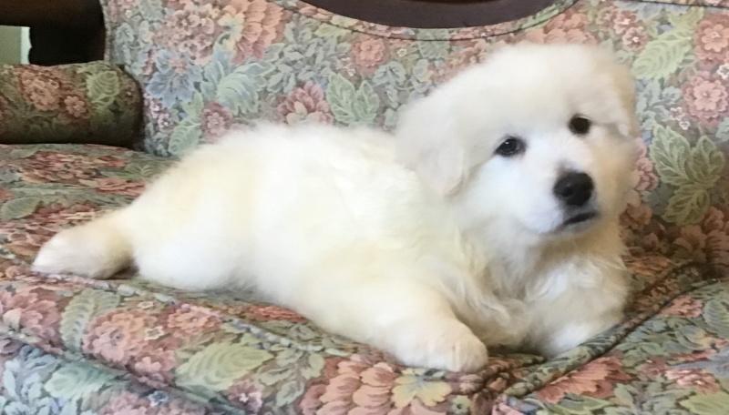 Billie-Bob, a Adoptable mixed breed in Bancroft, ON image 4/4