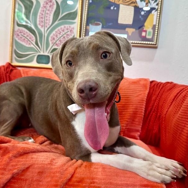 Dog for adoption - Bluebell Blueberry, a Pit Bull Terrier &amp; Labrador ...