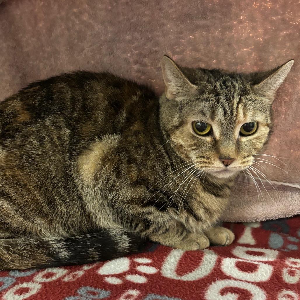 Dolly, Adoptable, Adult Female Domestic Short Hair.