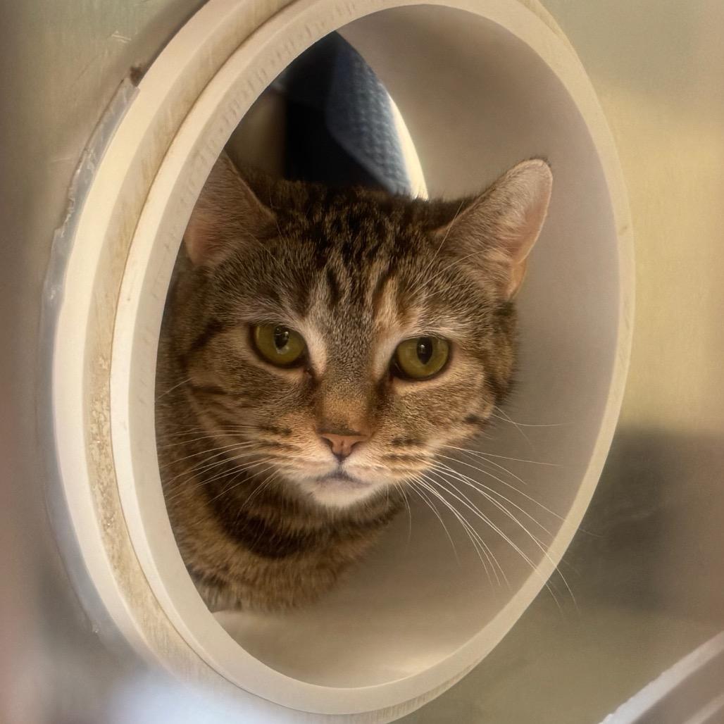 Enlarge Dolly, a Adoptable Domestic Short Hair in York, PA image 2/6