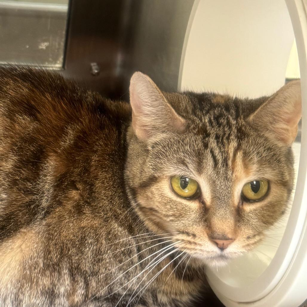 Enlarge Dolly, a Adoptable Domestic Short Hair in York, PA image 3/6