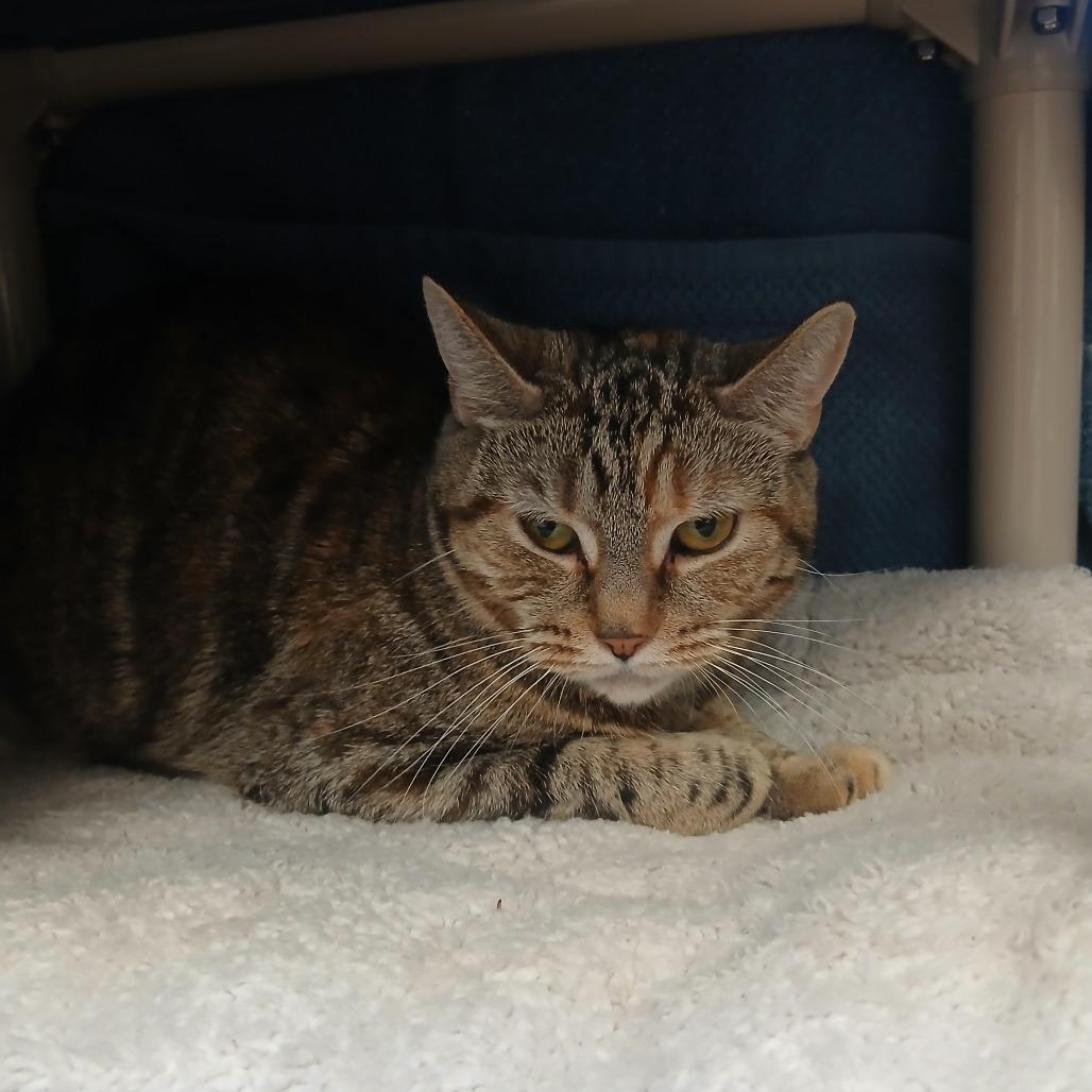 Enlarge Dolly, a Adoptable Domestic Short Hair in York, PA image 4/6